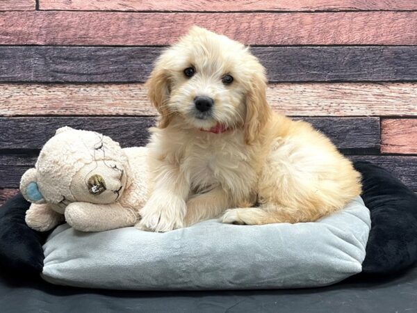 Golden Retriever/Poodle-DOG-Female-Light Golden-24163-Petland Las Vegas, Nevada