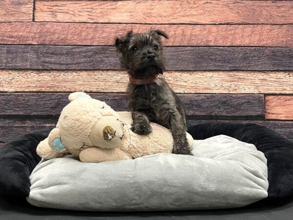 Cairn Terrier-DOG-Female-Brindle-24159-Petland Las Vegas, Nevada