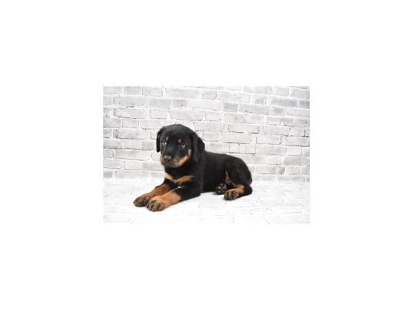 Rottweiler DOG Female Black and Rust 24186 Petland Las Vegas, Nevada