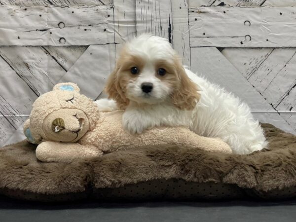 Bichon Frise/Cavalier King Charles Spaniel DOG Female Blenheim 24208 Petland Las Vegas, Nevada