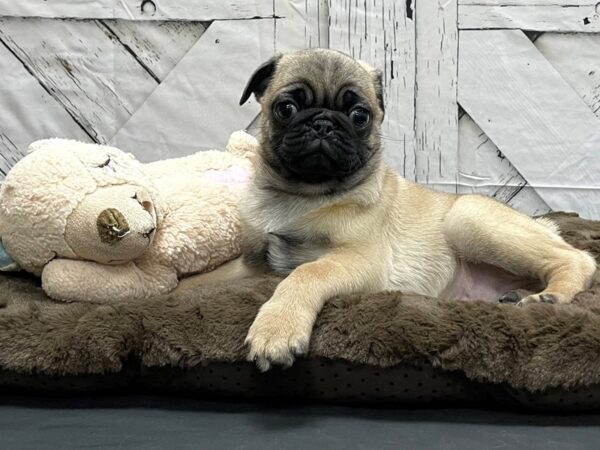 Pug DOG Male Fawn 24206 Petland Las Vegas, Nevada