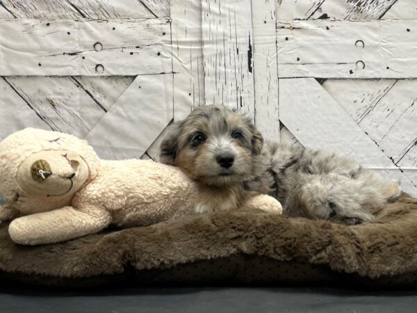 Poodle/Toy Australian Shepherd-DOG-Male-Blue Merle-24203-Petland Las Vegas, Nevada