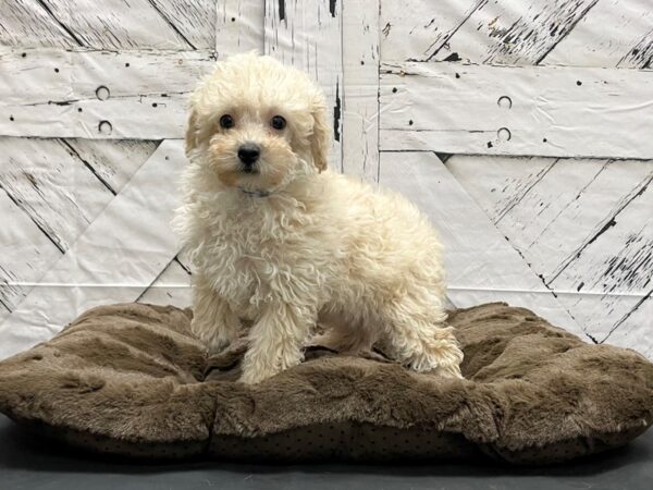 Poodle DOG Male Cream 24199 Petland Las Vegas, Nevada