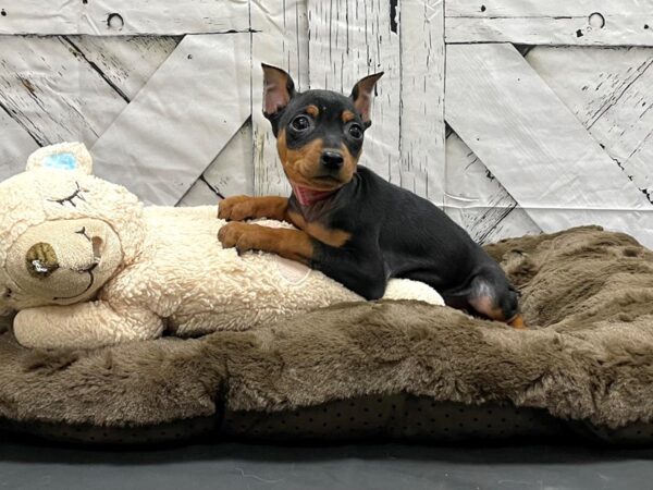 Miniature Pinscher DOG Female Black / Tan 24198 Petland Las Vegas, Nevada