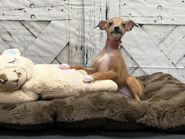 Italian Greyhound DOG Female Red Fawn 24197 Petland Las Vegas, Nevada