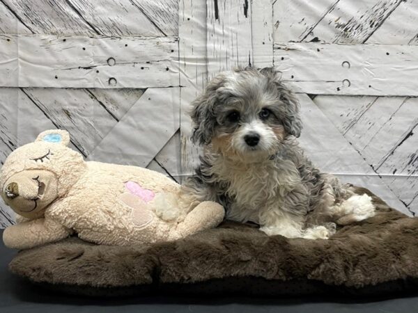 F1B Mini Bernadoodle DOG Male Tri Color 24193 Petland Las Vegas, Nevada