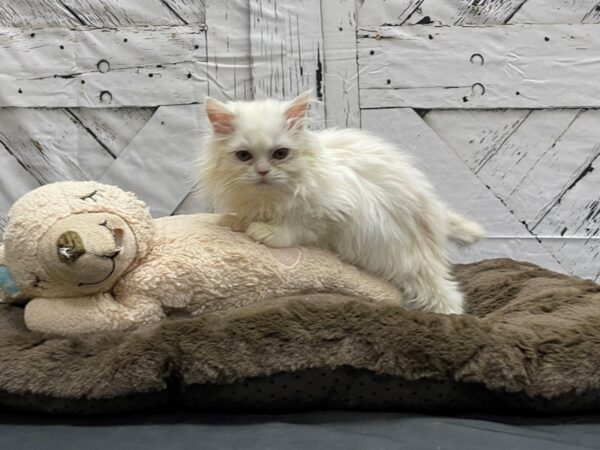 Persian-CAT-Female-Cream-24192-Petland Las Vegas, Nevada