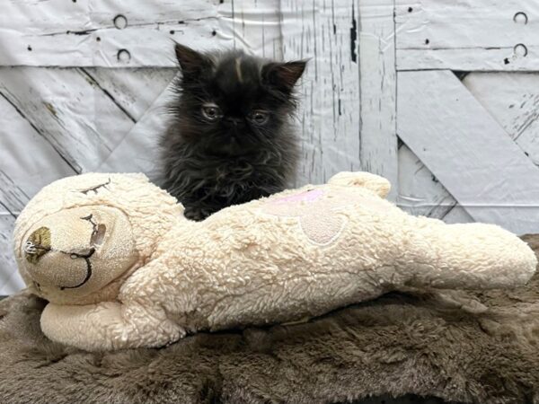 Persian CAT Female Smoke 24191 Petland Las Vegas, Nevada