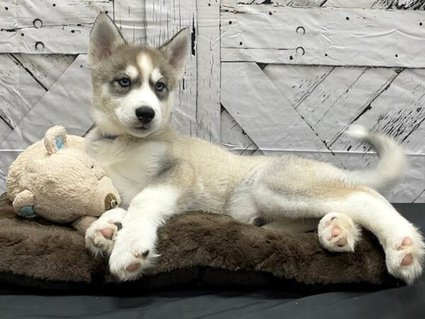 Siberian Husky DOG Male Silver and White 24189 Petland Las Vegas, Nevada