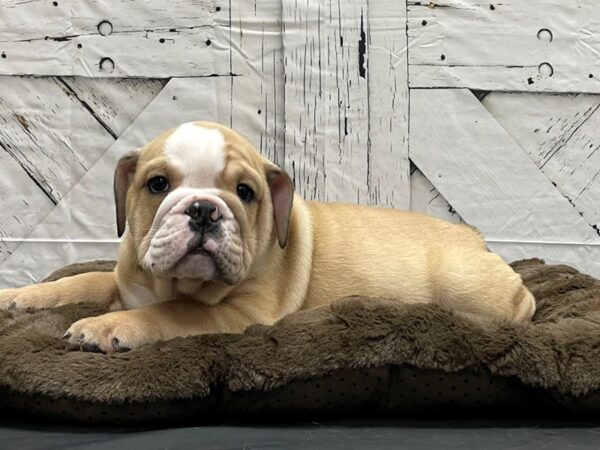 English Bulldog DOG Male Black Red and White 24180 Petland Las Vegas, Nevada