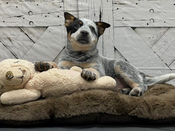 Australian Cattle Dog DOG Female Blue Mottled 24181 Petland Las Vegas, Nevada