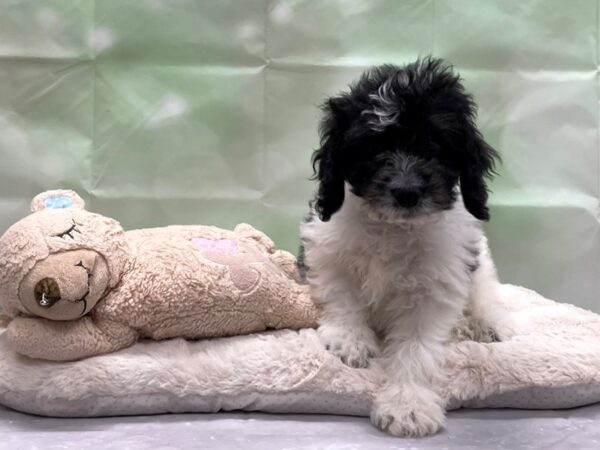 Cocker Spaniel/Poodle DOG Male Black and White 24230 Petland Las Vegas, Nevada