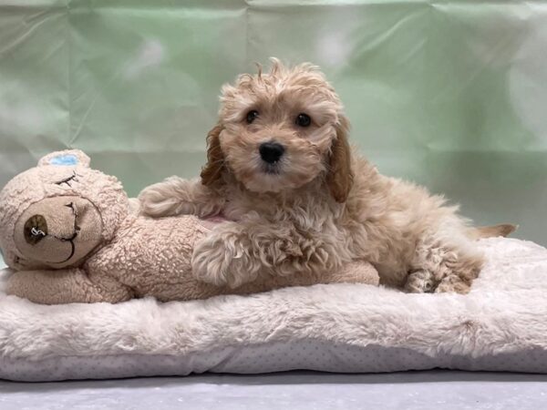 F1B Cockapoo DOG Male Cream 24249 Petland Las Vegas, Nevada