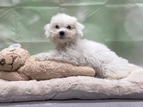 Bichon Frise DOG Female White 24214 Petland Las Vegas, Nevada