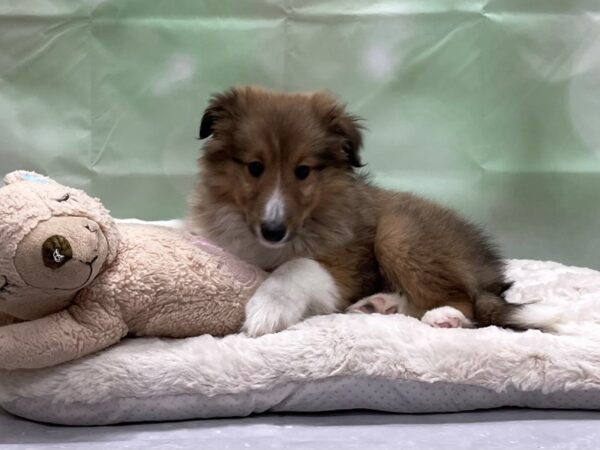 Shetland Sheepdog DOG Male Sable and White 24221 Petland Las Vegas, Nevada