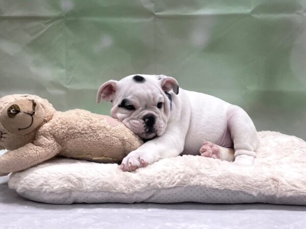 English Bulldog DOG Male Black and White 24217 Petland Las Vegas, Nevada