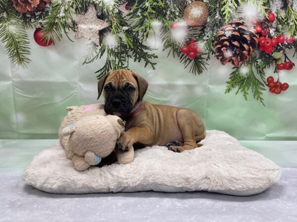 Bullmastiff DOG Female Fawn 24242 Petland Las Vegas, Nevada