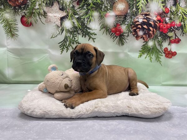 Bullmastiff DOG Male Fawn 24243 Petland Las Vegas, Nevada