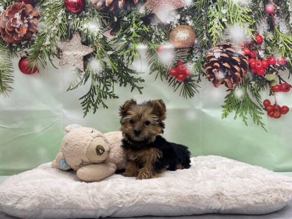 F1B Morkie DOG Male Black / Tan 24246 Petland Las Vegas, Nevada