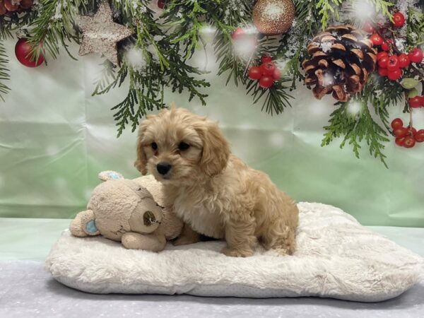 Bichon Frise/Cavalier King Charles Spaniel DOG Female Apricot 24241 Petland Las Vegas, Nevada