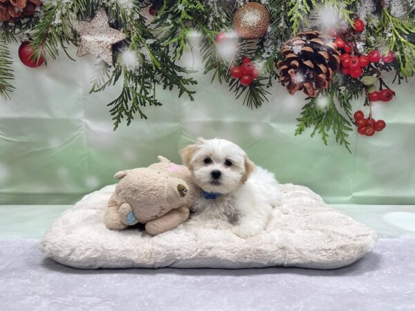 Maltese/Shih Tzu DOG Male White 24245 Petland Las Vegas, Nevada