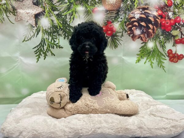 Poodle-DOG-Male-Black-24236-Petland Las Vegas, Nevada