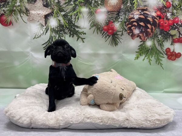 Pug DOG Female Black 24237 Petland Las Vegas, Nevada