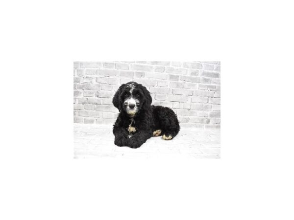 Bernese Mountain Dog/Standard Poodle-DOG-Female-Black-24283-Petland Las Vegas, Nevada