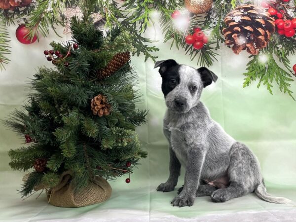 Australian Cattle Dog DOG Male Blue Mottled 24250 Petland Las Vegas, Nevada