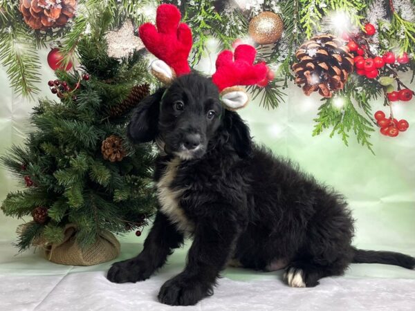 Bernese Mountain Dog/Standard Poodle-DOG-Male-Black-24251-Petland Las Vegas, Nevada