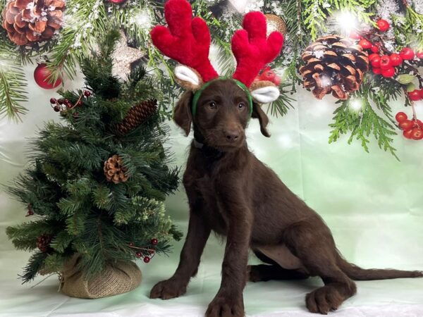 Labrador Retriever/Standard Poodle-DOG-Female-Brown-24252-Petland Las Vegas, Nevada