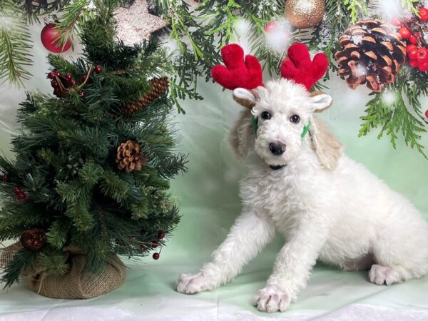 Standard Poodle DOG Male Cream and White 24257 Petland Las Vegas, Nevada