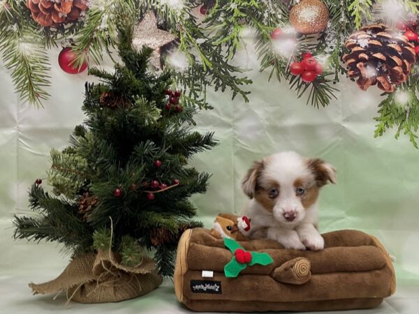 Toy Australian Shepherd DOG Female Red Merle 24259 Petland Las Vegas, Nevada