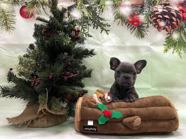 French Bulldog DOG Male Blue 24262 Petland Las Vegas, Nevada