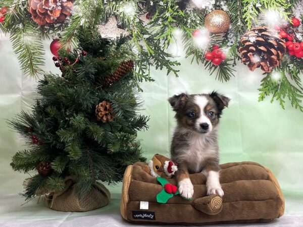 Australian Shepherd/Toy Australian Shepherd DOG Female Blue Merle 24263 Petland Las Vegas, Nevada