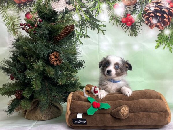 Australian Shepherd/Toy Australian Shepherd DOG Male Blue Merle 24264 Petland Las Vegas, Nevada