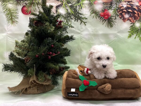 Bichon Frise DOG Female White 24266 Petland Las Vegas, Nevada