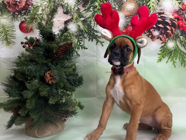 Boxer DOG Female Fawn 24267 Petland Las Vegas, Nevada