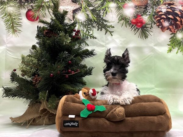 Miniature Schnauzer DOG Female White / Black 24269 Petland Las Vegas, Nevada