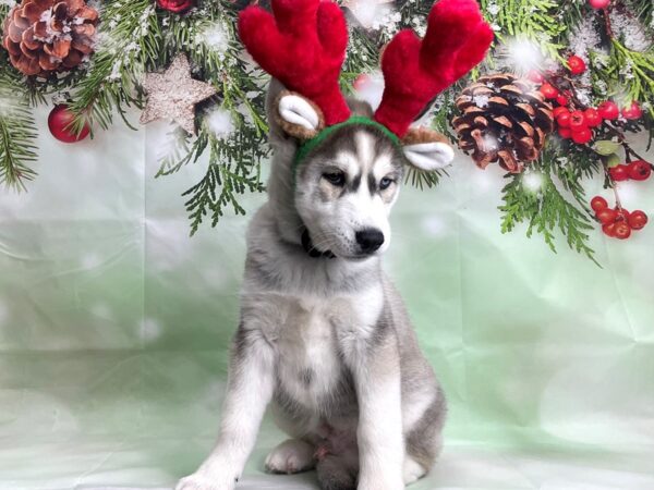 Siberian Husky DOG Male Gray / White 24275 Petland Las Vegas, Nevada