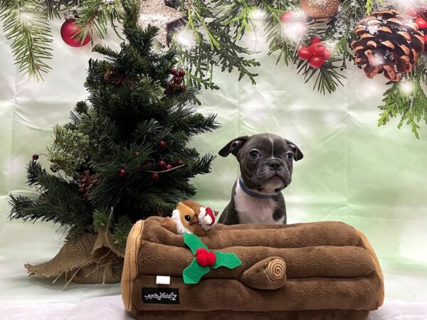 Boston Terrier/French Bulldog-DOG-Male-Blue-24279-Petland Las Vegas, Nevada