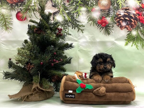 Poodle/Toy Australian Shepherd-DOG-Female-Black / Tan-24282-Petland Las Vegas, Nevada