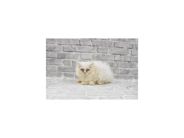 Persian CAT Female White 24290 Petland Las Vegas, Nevada