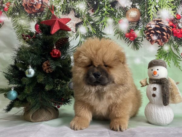 Chow Chow DOG Male Cinnamon 24285 Petland Las Vegas, Nevada