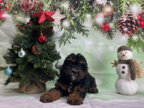 F1B Mini Bernadoodle DOG Female Tri Color 24294 Petland Las Vegas, Nevada