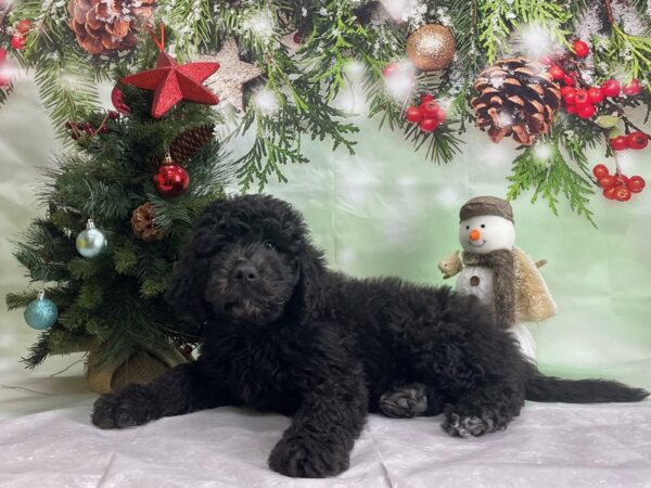 Newfoundland/Standard Poodle DOG Female Black 24296 Petland Las Vegas, Nevada