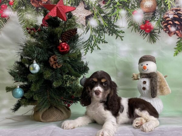 Cocker Spaniel DOG Female White, Chocolate / Tan 24298 Petland Las Vegas, Nevada