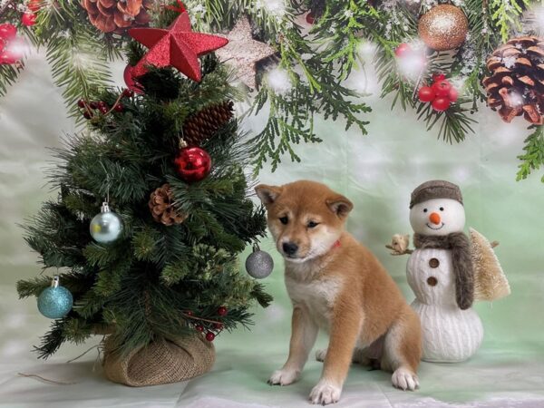 Shiba Inu DOG Female Red Sesame 24304 Petland Las Vegas, Nevada