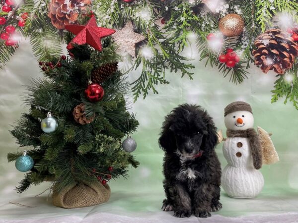 Poodle DOG Female Silver Beige 24307 Petland Las Vegas, Nevada