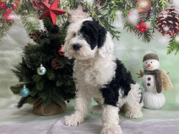 Old English Sheepdog/Standard Poodle-DOG-Female-White / Black-24310-Petland Las Vegas, Nevada